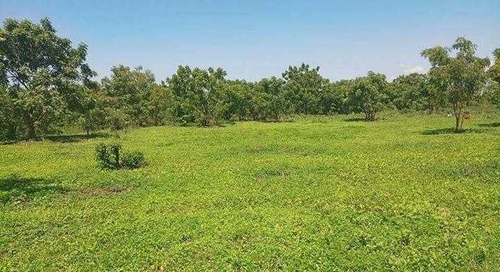 Grab your 100*100 plot