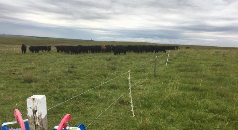 FIELD DEPARTMENT ARTIGAS cattle breeder good breeder