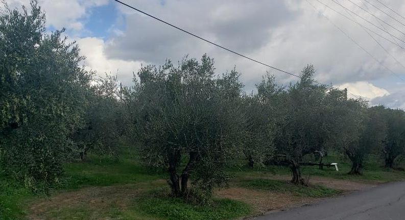 2 ADJACANT PLOTS WITH PANORAMIC SEA VIEW