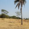 sale of four plots of land near Pirenópolis
