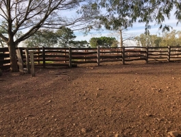 FIELD DEPARTMENT ARTIGAS cattle breeder good breeder