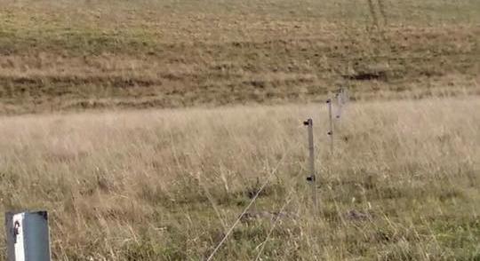 FIELD DEPARTMENT ARTIGAS cattle breeder good breeder