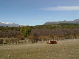 CHACRA EXCELENTE EN MALLIN AHOGADO - PATAGONIA ARGENTINA.